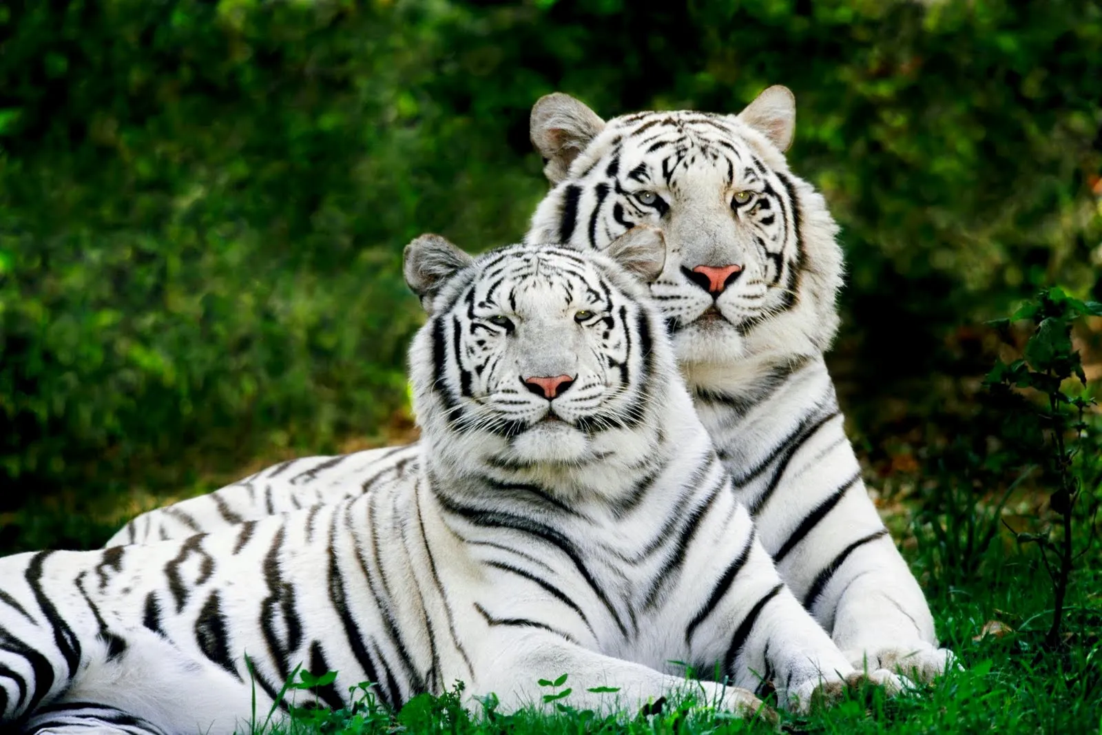 Imagenes de Escritorio de animale -Tigre Blanco ~ Fondos de Pantalla