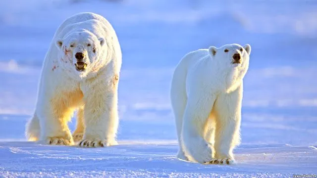 Imágenes espectaculares de la vida en el hielo captadas por la BBC ...