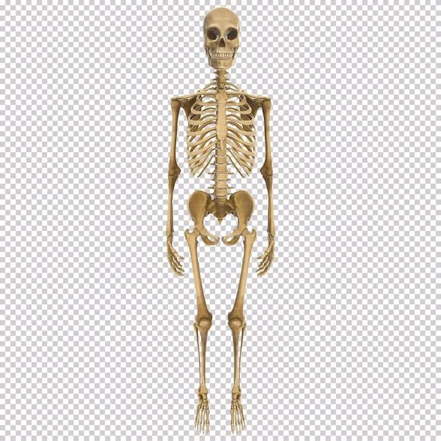 Imágenes de Esqueleto Humano - Descarga gratuita en Freepik
