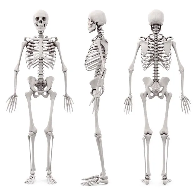 Imágenes de Esqueleto Humano - Descarga gratuita en Freepik