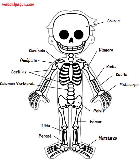 Imágenes del esqueleto humano - Web del Peque | Actividades ...