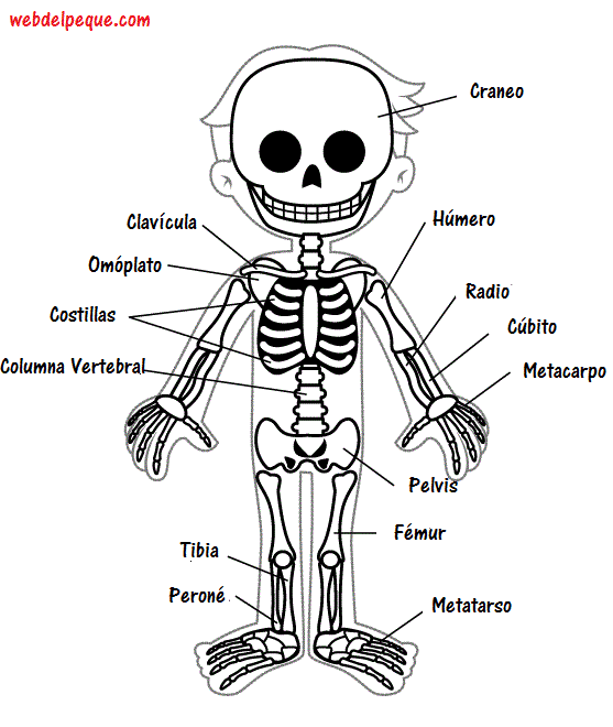 Imágenes del esqueleto humano - Web del Peque | Actividades ... Imágenes del esqueleto humano - Web del Peque | Actividades ...
