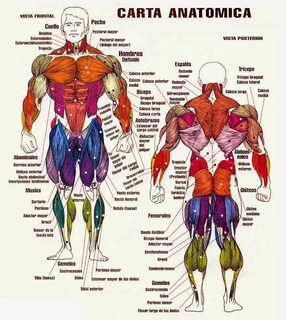 IMAGENES ETHEL: IMÁGENES DEL CUERPO HUMANO SUS NOMBRES SUS ... IMAGENES ETHEL: IMÁGENES DEL CUERPO HUMANO SUS NOMBRES SUS ...