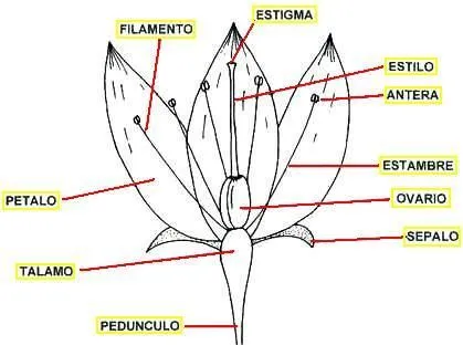 Dibujos de una flor con sus partes para colorear - Imagui