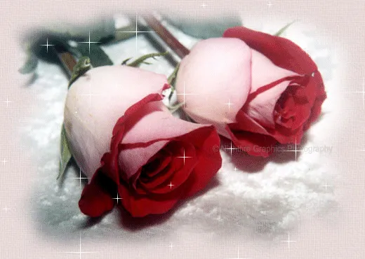 Rosas rosadas brillantes con movimiento - Imagui
