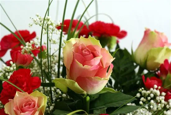 Fotos de lindas rosas - Imagui
