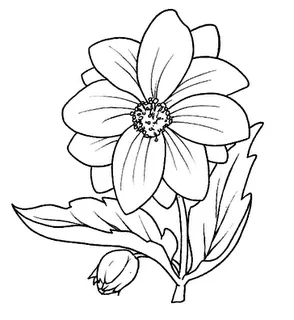 Flores para dibujar - Imagui