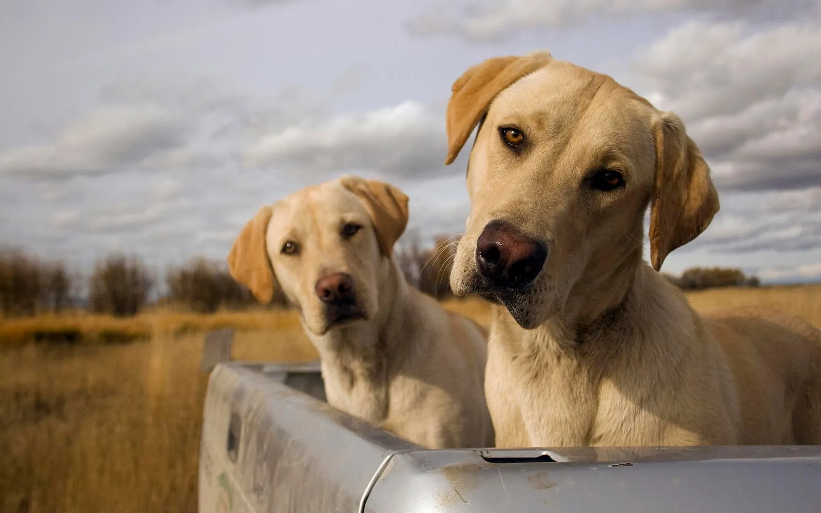 Imágenes y fotografías de perritos (25 elementos) Imágenes y fotografías de perritos (25 elementos)