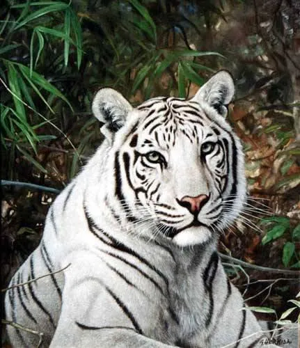Imágenes del mundo animal: Tigre de Bengala Blanco