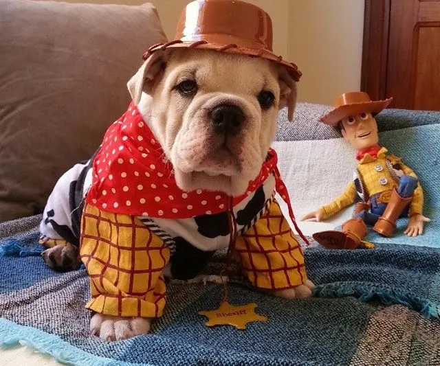 Imagenes y fotos: Bulldog Cachorros, parte 7 Imagenes y fotos: Bulldog Cachorros, parte 7