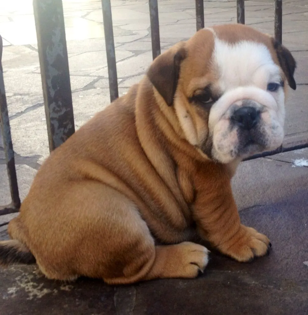 Imagenes y fotos: Bulldog Cachorros, parte 3 Imagenes y fotos: Bulldog Cachorros, parte 3