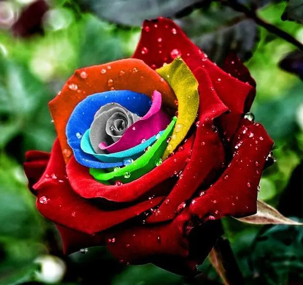Imagenes, Fotos y Carteles para Compartir: Imágenes de Flores ... Imagenes, Fotos y Carteles para Compartir: Imágenes de Flores ...
