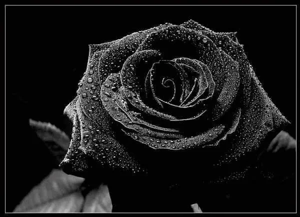 Imagenes y fotos: Flores Negras, parte 1