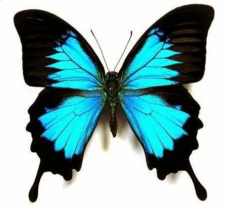 Imagenes y fotos: Imagenes de Mariposas, parte 1 Imagenes y fotos: Imagenes de Mariposas, parte 1