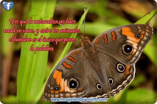 Imágenes con frases a la naturaleza ~ Imagenes de amor con frases ...