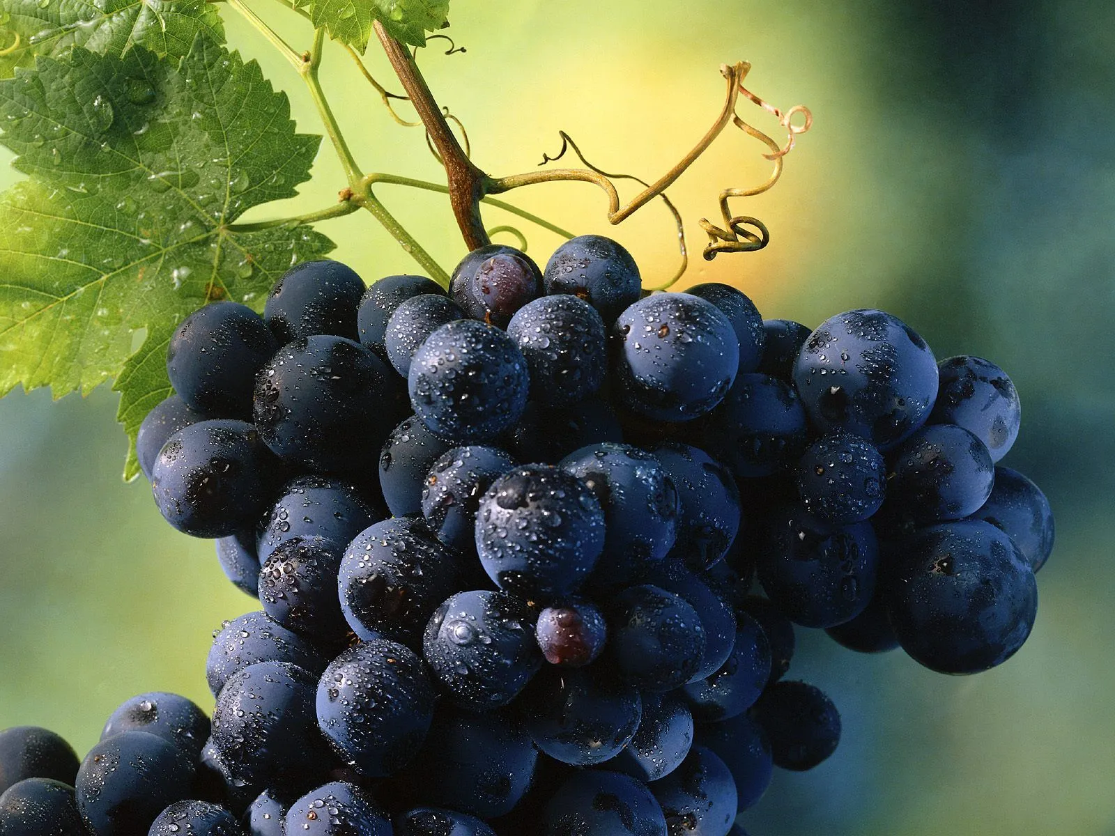 Imágenes de Frutas Muy Apetitosas | FOTOBLOG X Imágenes de Frutas Muy Apetitosas | FOTOBLOG X