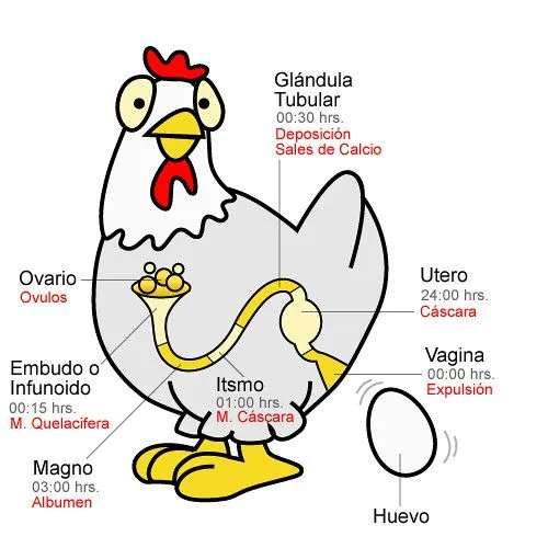 Imagenes de gallinas en caricatura - Imagui