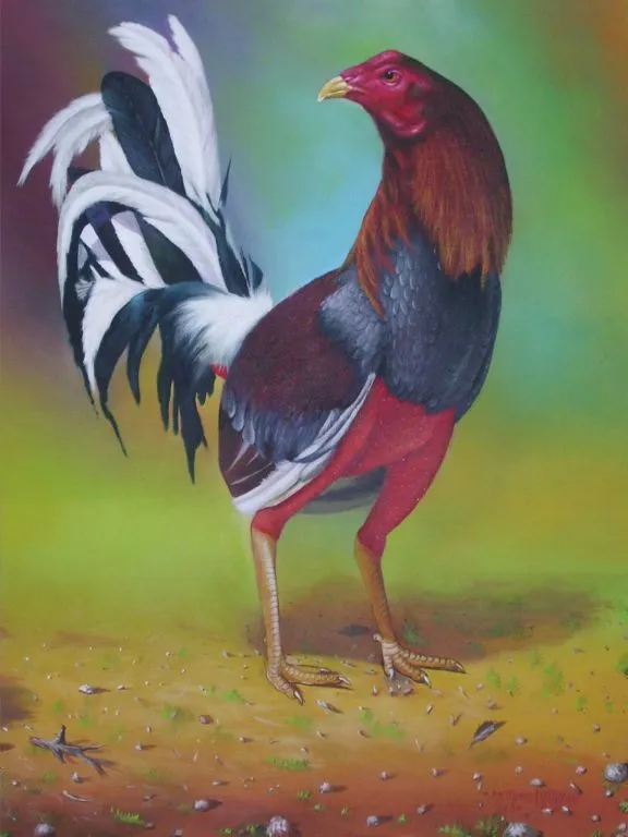 Imagenes de dibujos de gallos de pelea - Imagui