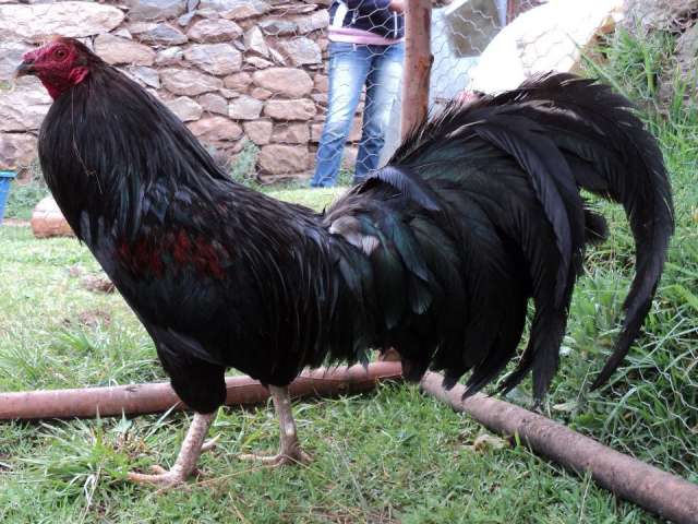 Vendo gallos y pollos finos de pelea - Ayacucho, Perú - Animales ...