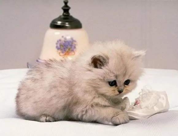 Imagenes de gatitos tiernos bebés y lindos - Imagui