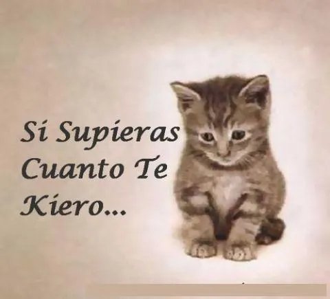IMAGENES Y FRASES DE AMOR, PARA TU AMOR!: tierna imagen de un gatito