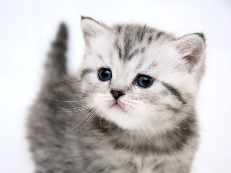 Imágenes de gatitos tiernos | Imagenes bellas de amor