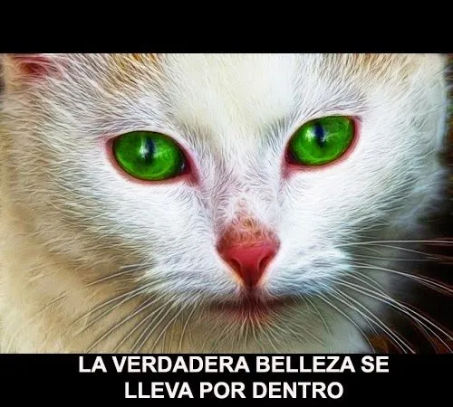 Imágenes De Gatos Bonitos: Minino de ojos verdes | Imágenes Y ...