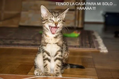 Imágenes De Gatos Chistosos: Gatito con orejotas | Imágenes Y ...