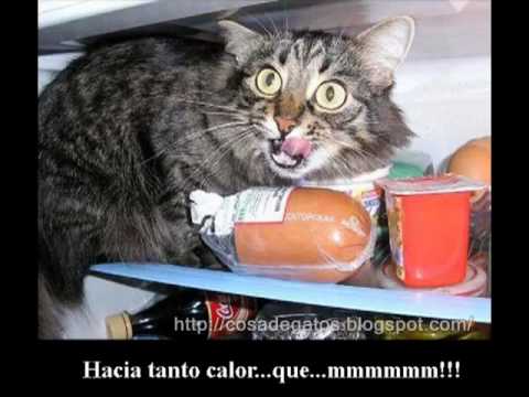 Imagenes de gatos chistosos - Videos Chistosos Videos Graciosos ...