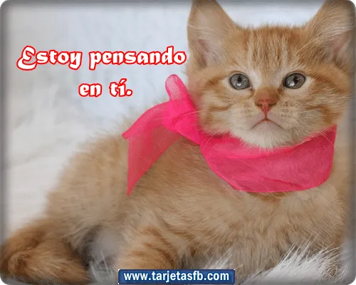 Imágenes de gatos con mensajes de amor - Imagui
