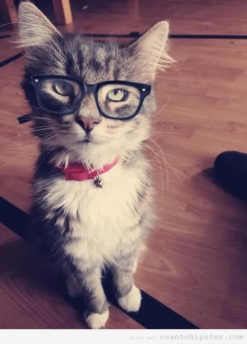Imagenes de gatos hipster