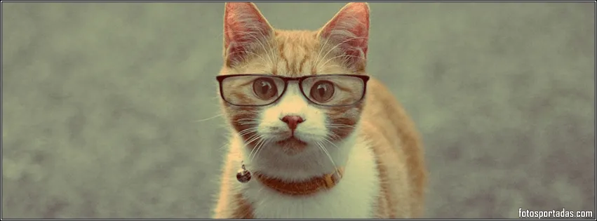 Imágenes de gatos con lentes para portadas de facebook - Fotos ...