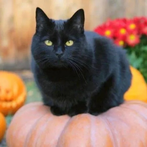 Imágenes de gatos negros de Halloween | Imagenes Tiernas ... Imágenes de gatos negros de Halloween | Imagenes Tiernas ...