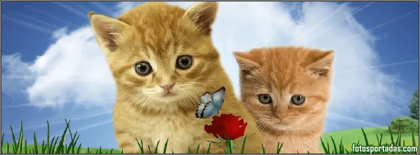 Lindos gatitos para portadas de facebook - Fotos Portadas Bonitas ...