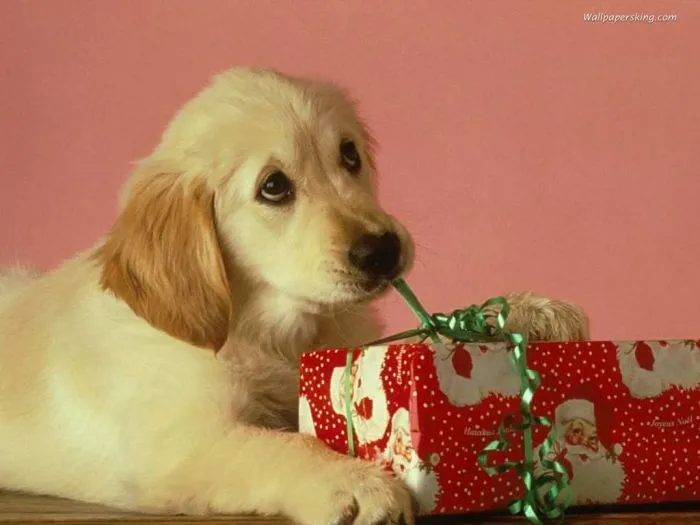Imágenes GIF de perros en Navidad