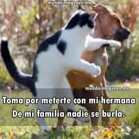 Imagenes Graciosas De Animales En Facebook - Mundo Imagenes Frases ...