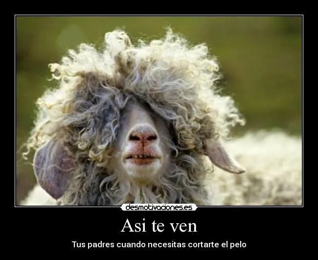 Imágenes graciosas de ovejas - Imagui