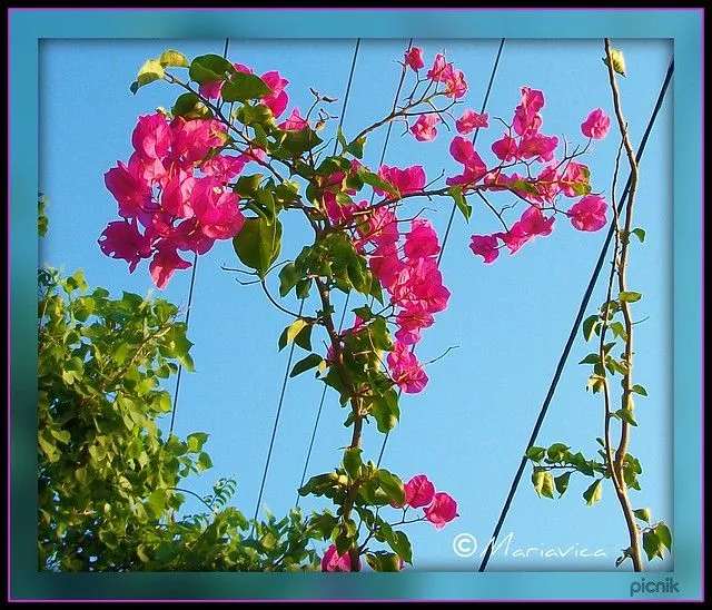 Guias de Flores ! | Flickr - Photo Sharing!