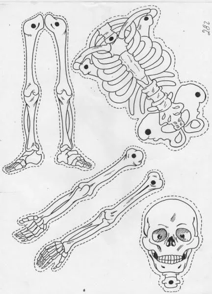Imágenes sobre Halloween | Esqueleto para armar, Calaveras para vestir,  Arte de patio de halloween
