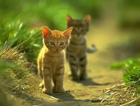 paisajes-de-animales-salvajes | lagataflaca paisajes-de-animales-salvajes | lagataflaca