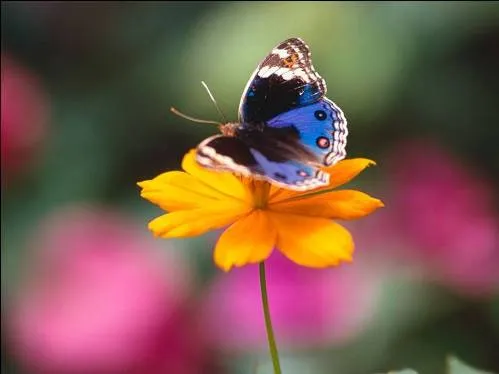 Imagenes hermosas de mariposas y flores - Imagui