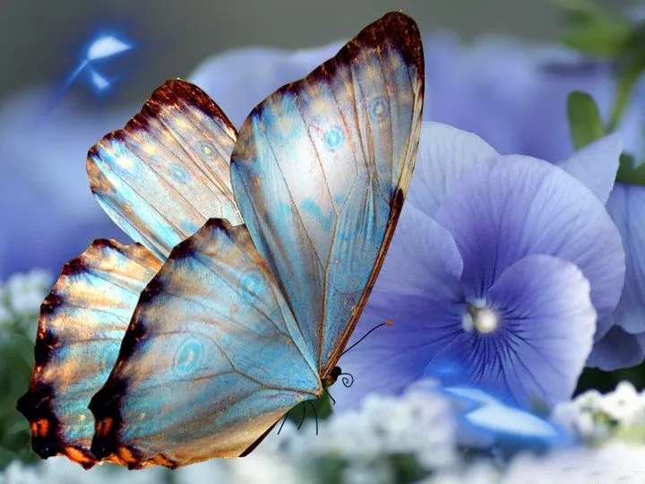 Imagenes con movimiento de mariposas gratis para fondo - Imagui
