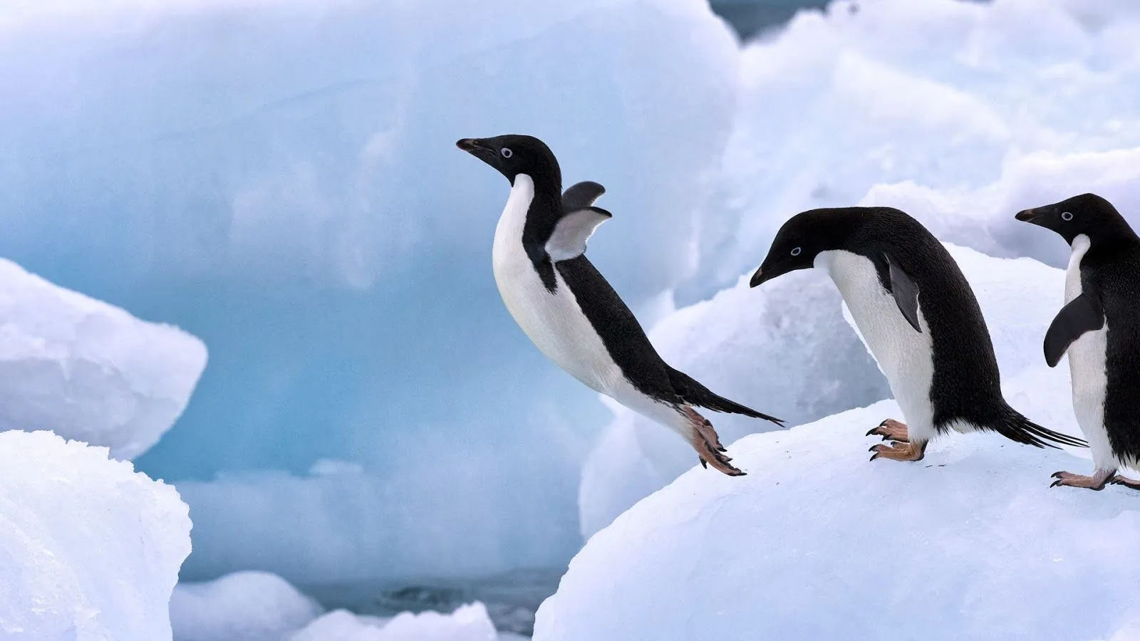 Imágenes Hilandy: Fondo de Pantalla Animales pinguinos saltando