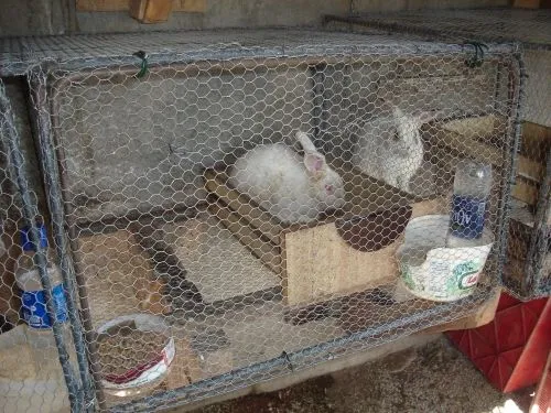 Jaula para conejos casera - Imagui