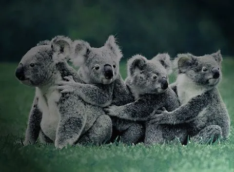 Imagenes de koalas para enamorados - Imagui