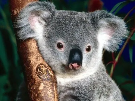 Imágenes de Koalas | KOALAPEDIA