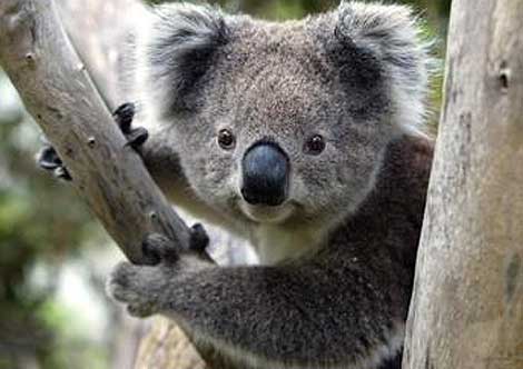 Imagenes De Koalas Tiernos Imagenes De Koalas Tiernos