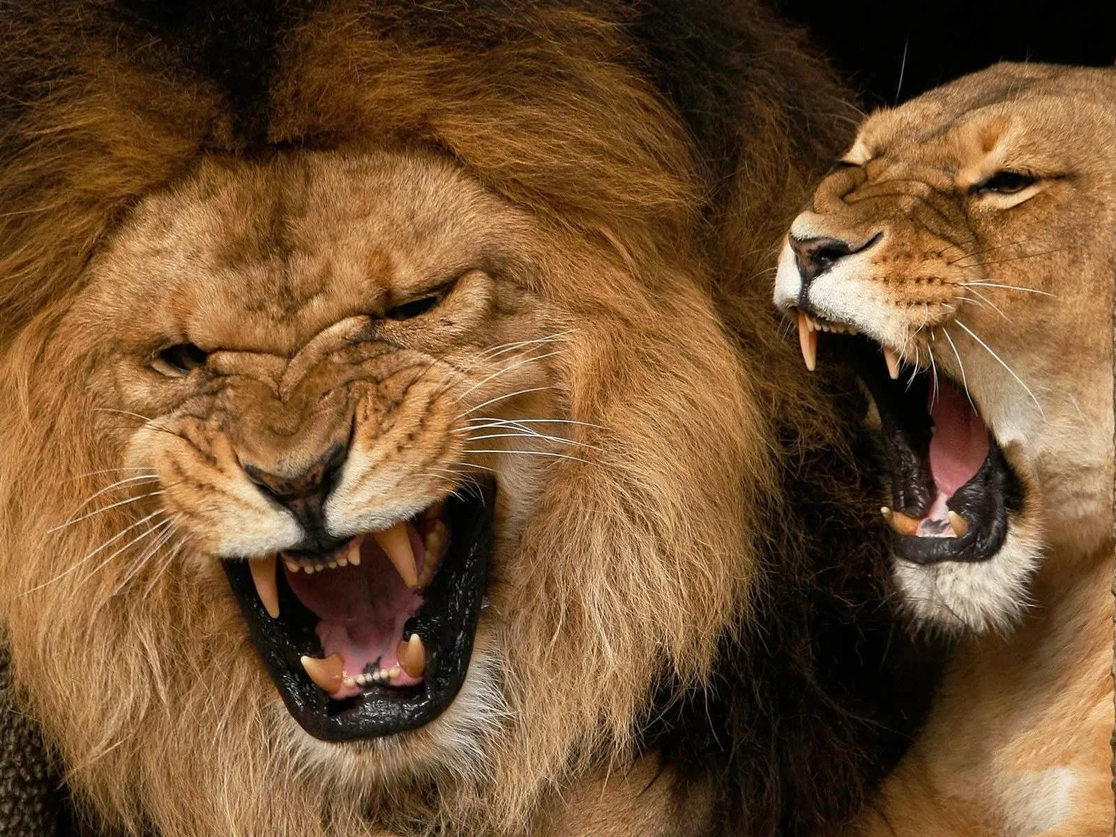 IMAGENES DE LEONES: abril 2013 IMAGENES DE LEONES: abril 2013