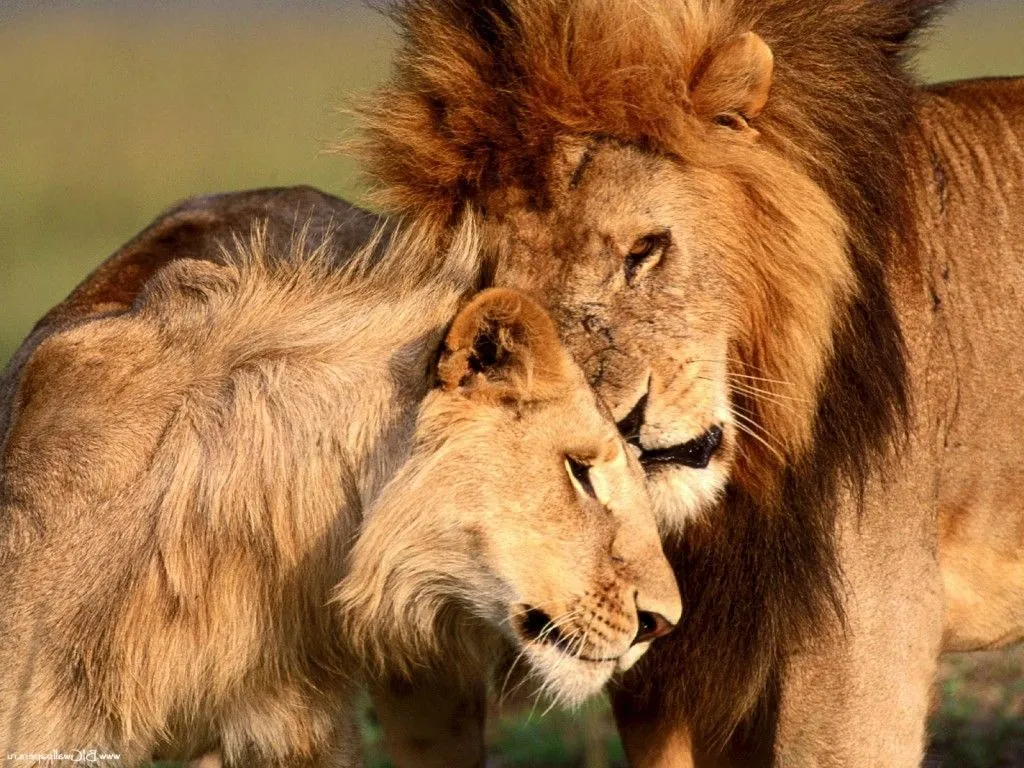 IMAGENES DE LEONES: IMAGEN PAREJA DE LEONES TRISTE IMAGENES DE LEONES: IMAGEN PAREJA DE LEONES TRISTE