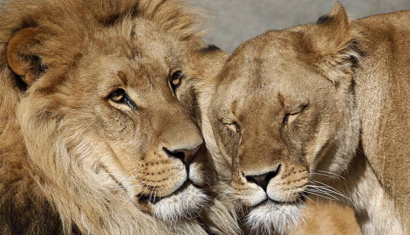 Leones tiernos - Imagui Leones tiernos - Imagui